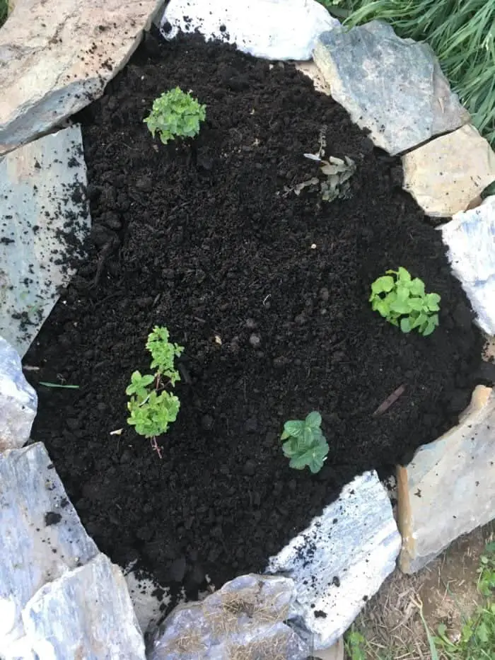 Plant a mint rock garden bed for refreshing mint all summer long!