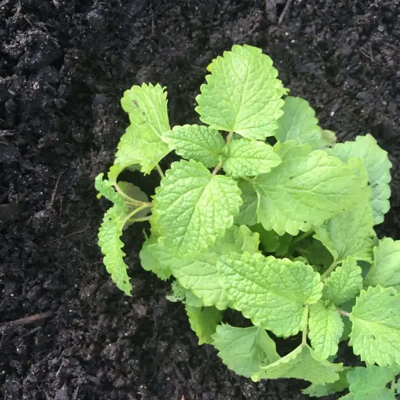 Lemon balm smells wonderful and is in the mint family