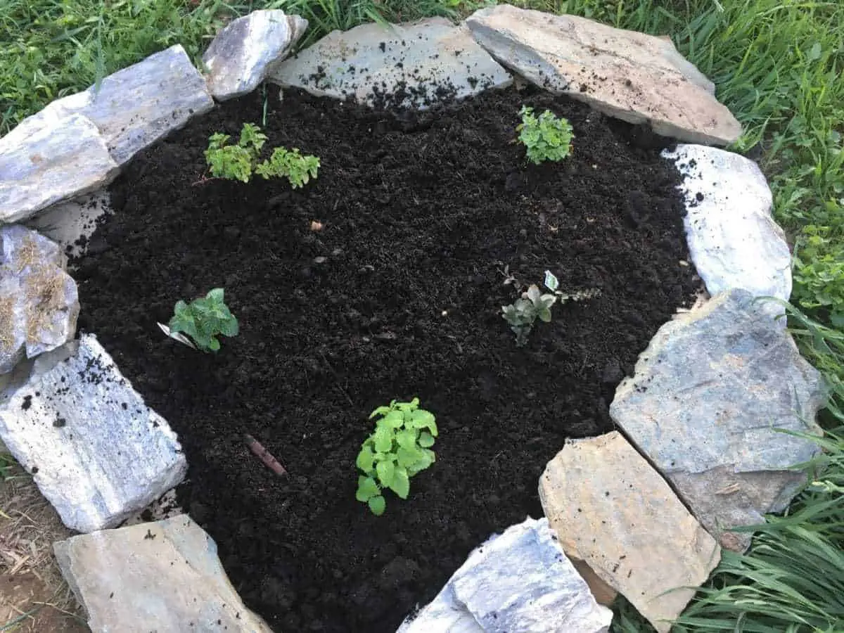 Create a rock herb garden bed full of fresh mint