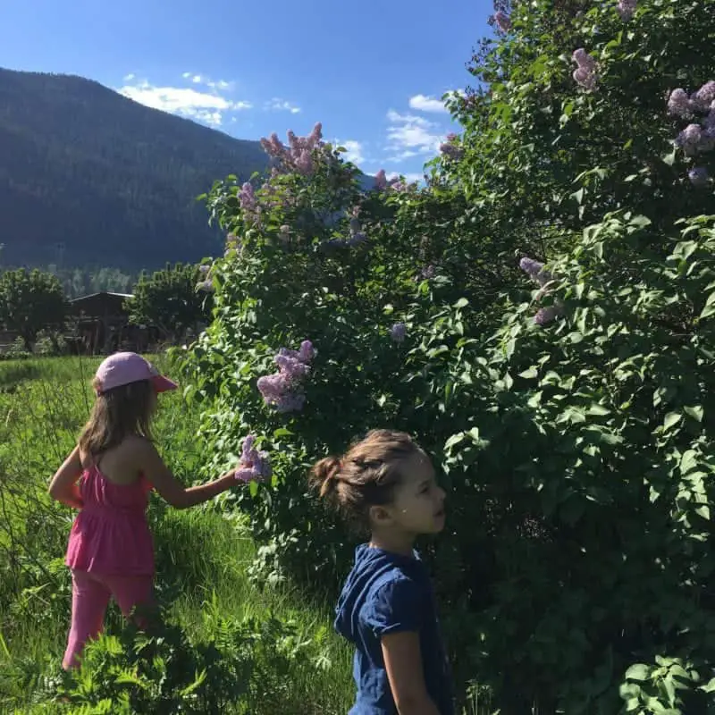 Gathering lilacs from a lilac hedge