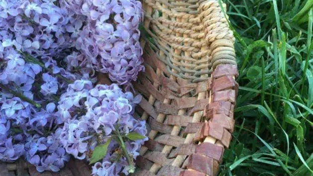 lilac flower recipes