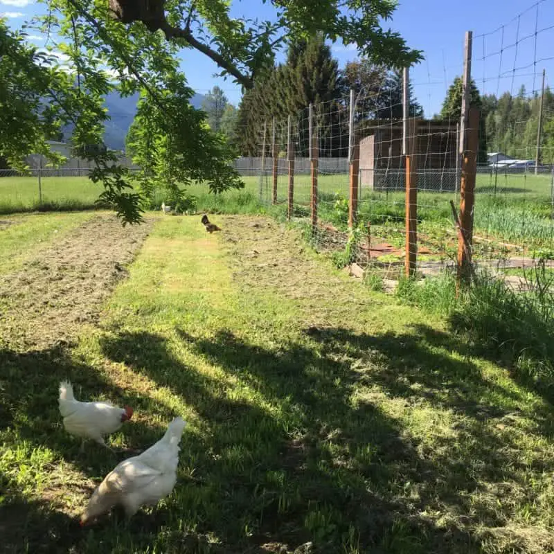 cChicken moat goes around the garden with some old and new fruit trees