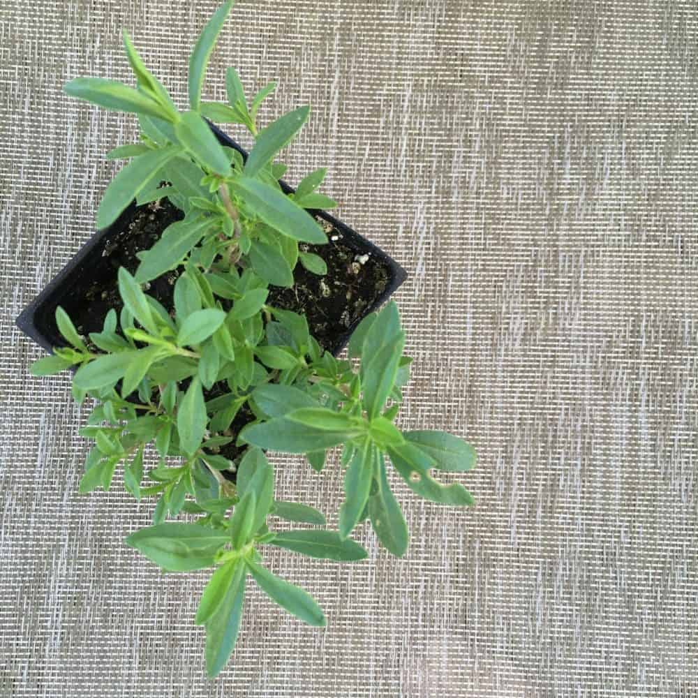 Summer Savory Plant