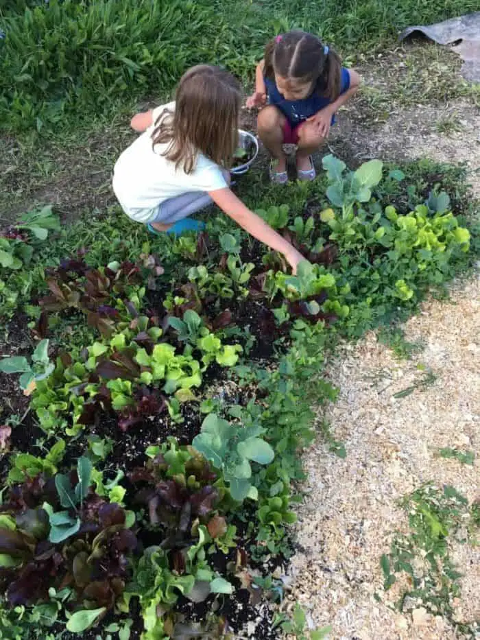 Kids Gardening Tips