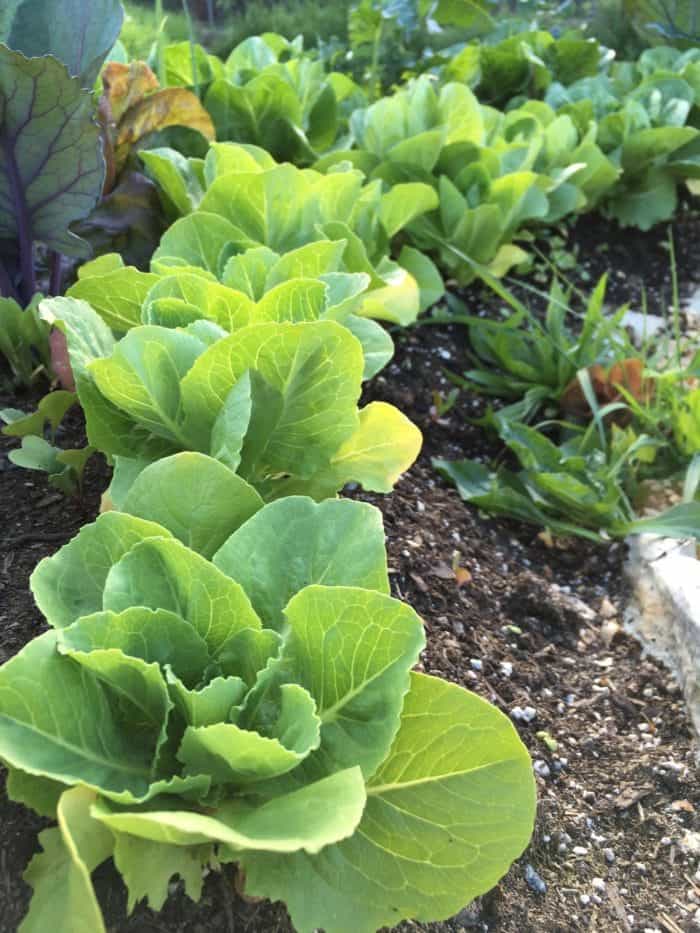 Lettuce growing in a sheet mulched/lasagna garden beds