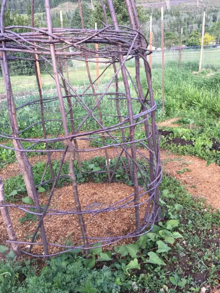 Weaved wooden garden trellis in a permaculture potager