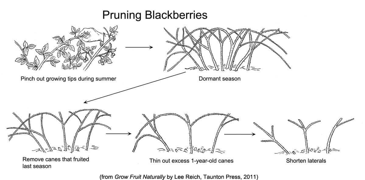 Pruning blackberries