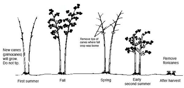 Pruning blackberries