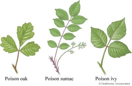 Poisonous plants: Poison Ivy, Oak & Sumac