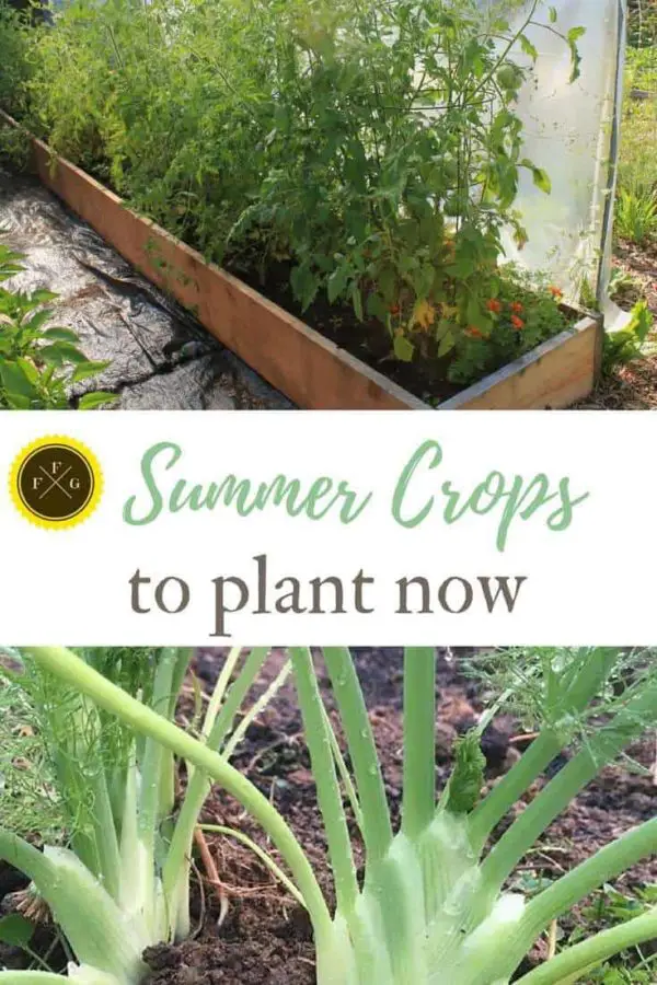 Summer Garden [Tips on What to Plant] Family Food Garden