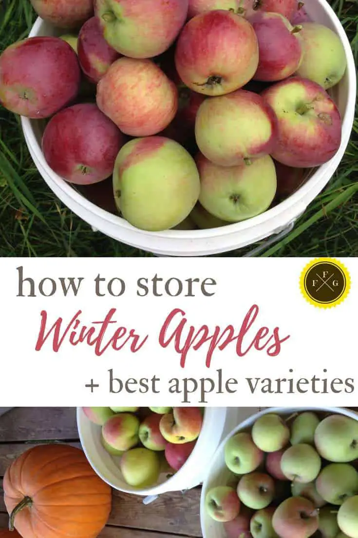 Winter apple varieties and how to store apples store-bought or freshly harvested