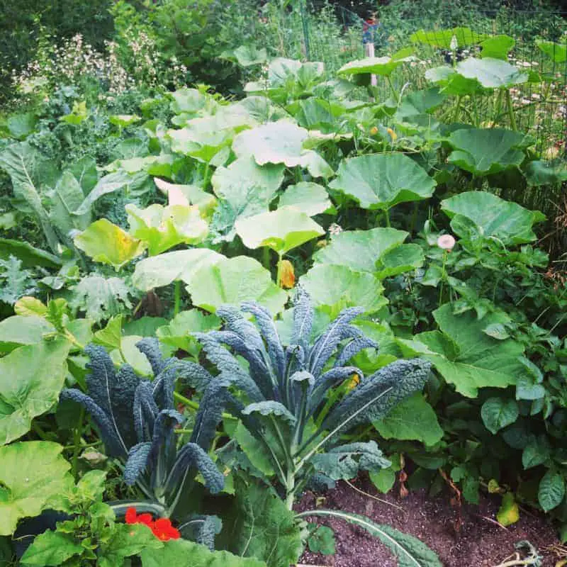 Permaculture Potager Garden