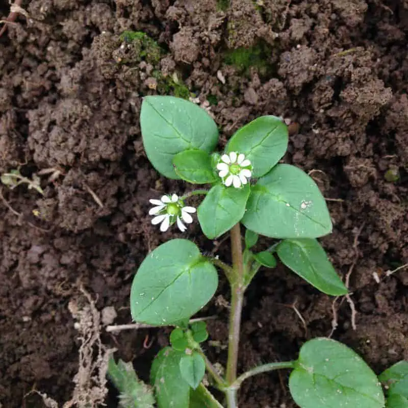  A Very Common Garden Weed, Chickweed