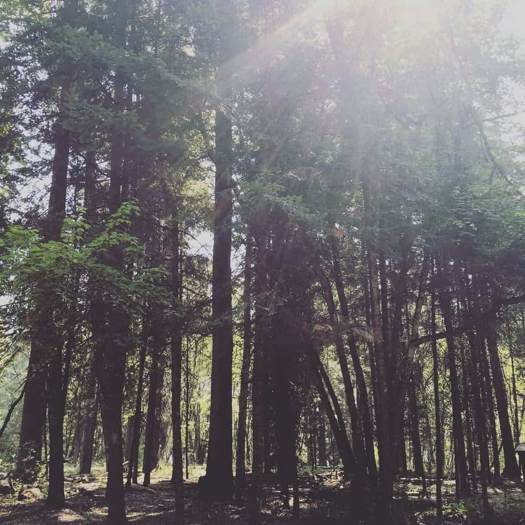 Sun Shining Through Tall Trees In Forest 