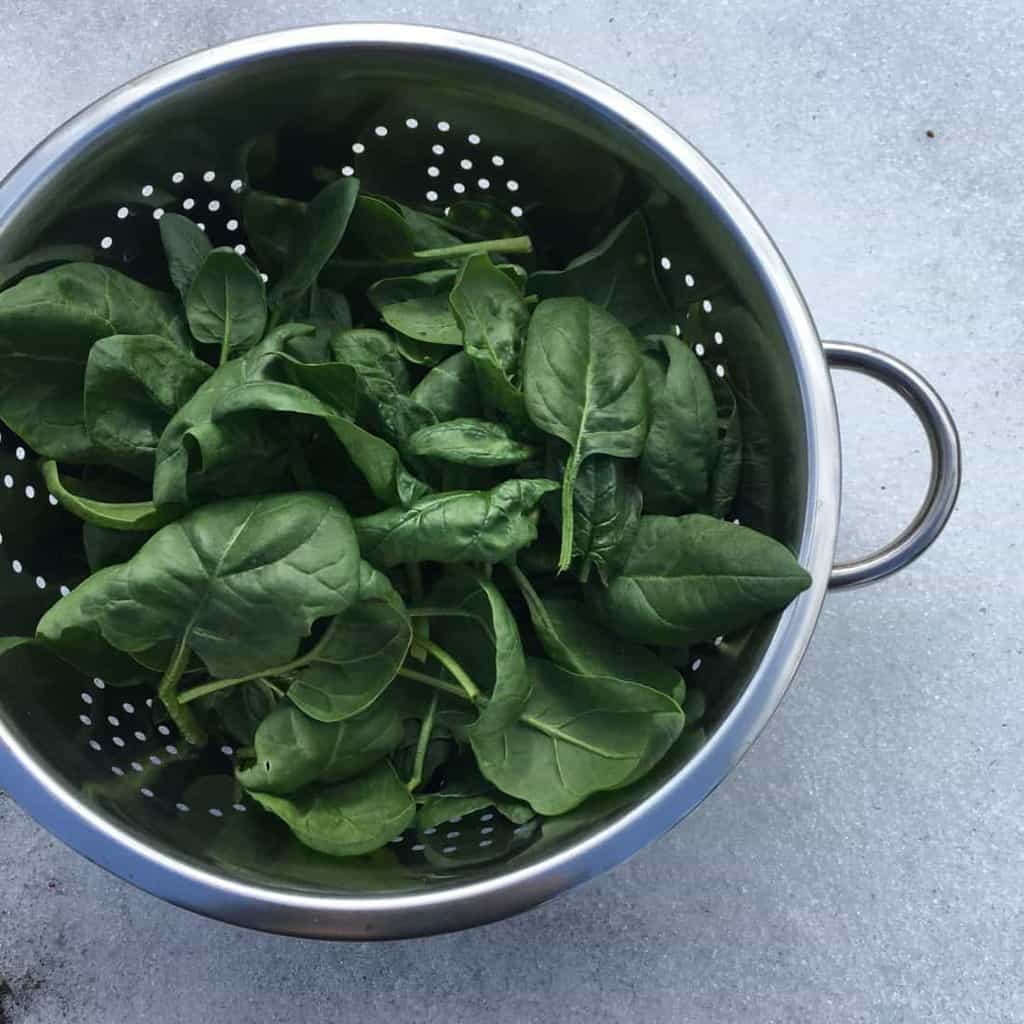 Growing spinach in the winter garden