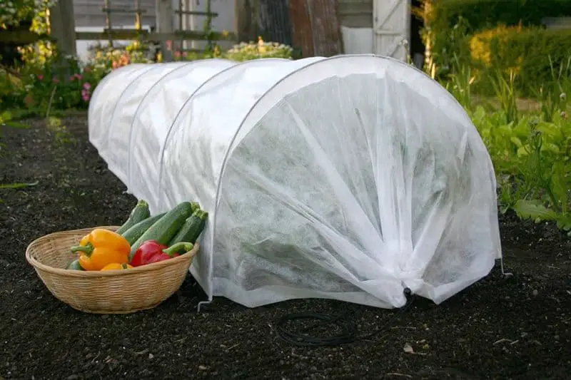 Use a hoop tunnel to deter pests like cabbage worms