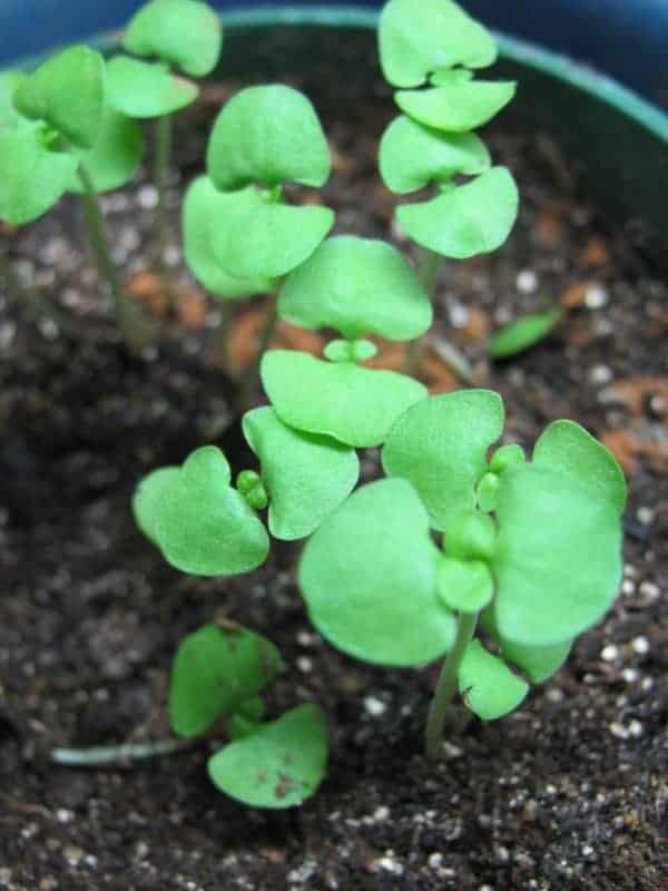 Basil seedlings