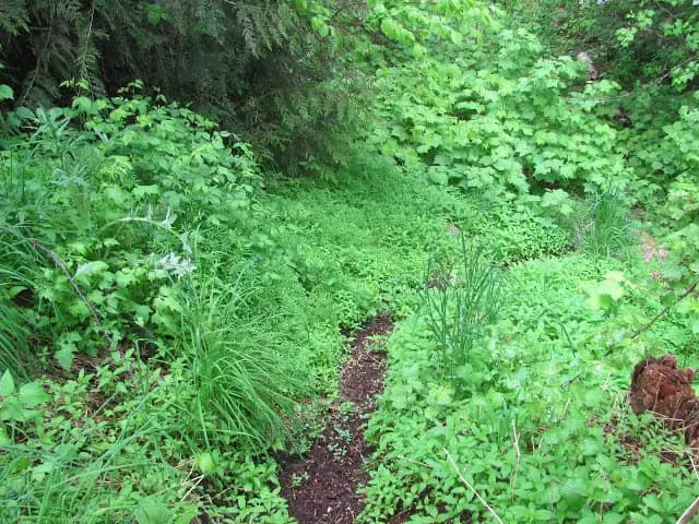 Wild Plants In The Forest