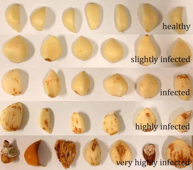 Signs of garlic disease in bulbs