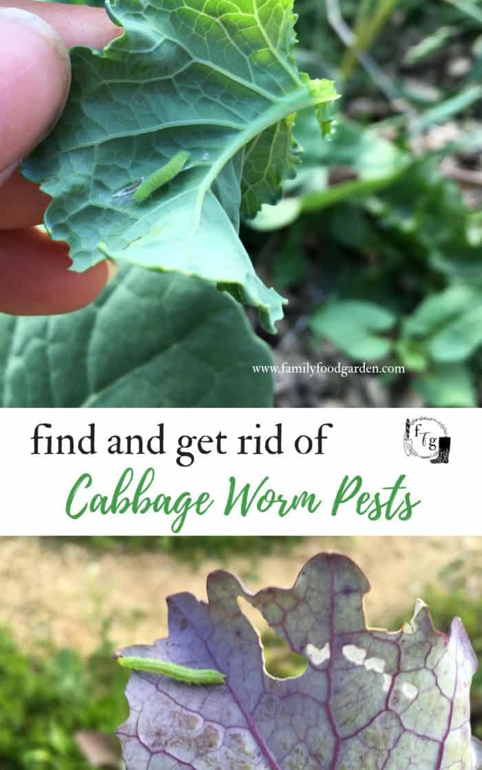 Plants that repel cabbage worms and how to get rid of them