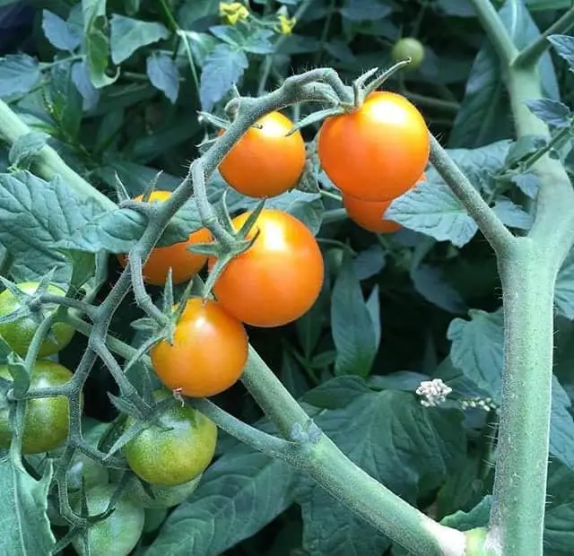 Green and Sun Gold Cherry Tomatoes