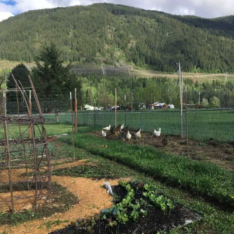 Chicken moat around a garden