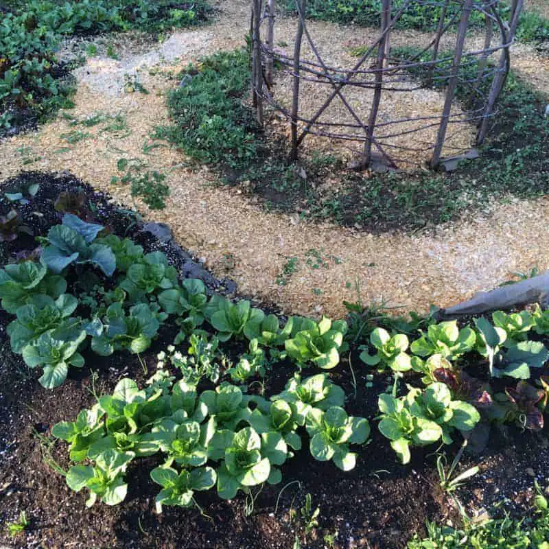 Permaculture potager garden design