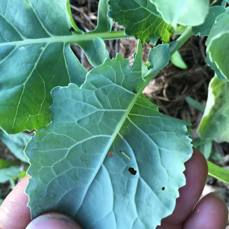 Removing Cabbage caterpillars & white butterflies