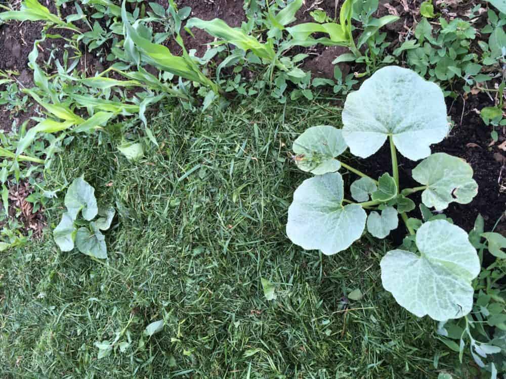 Weeds can also be used as garden mulch