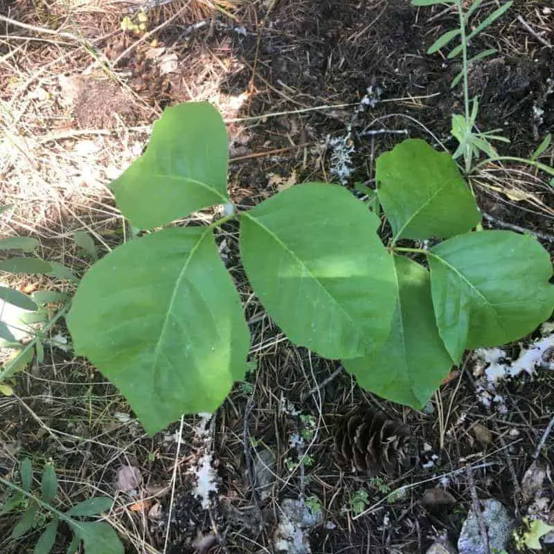 Identify poison ivy