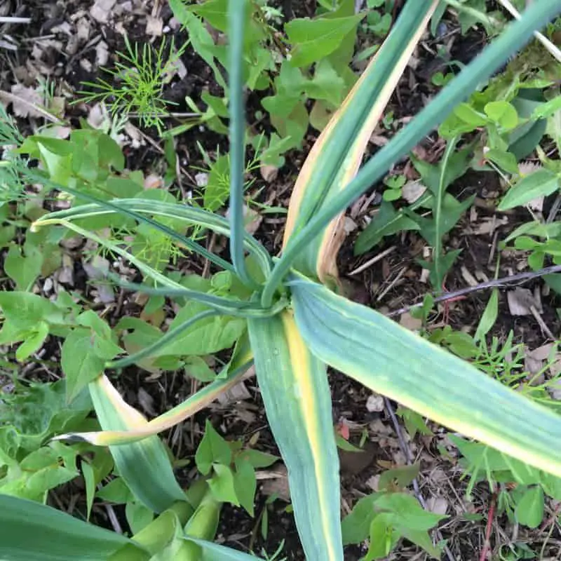 Stunned garlic plant