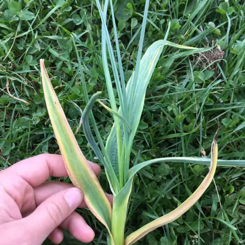 Striped yellow garlic leaves