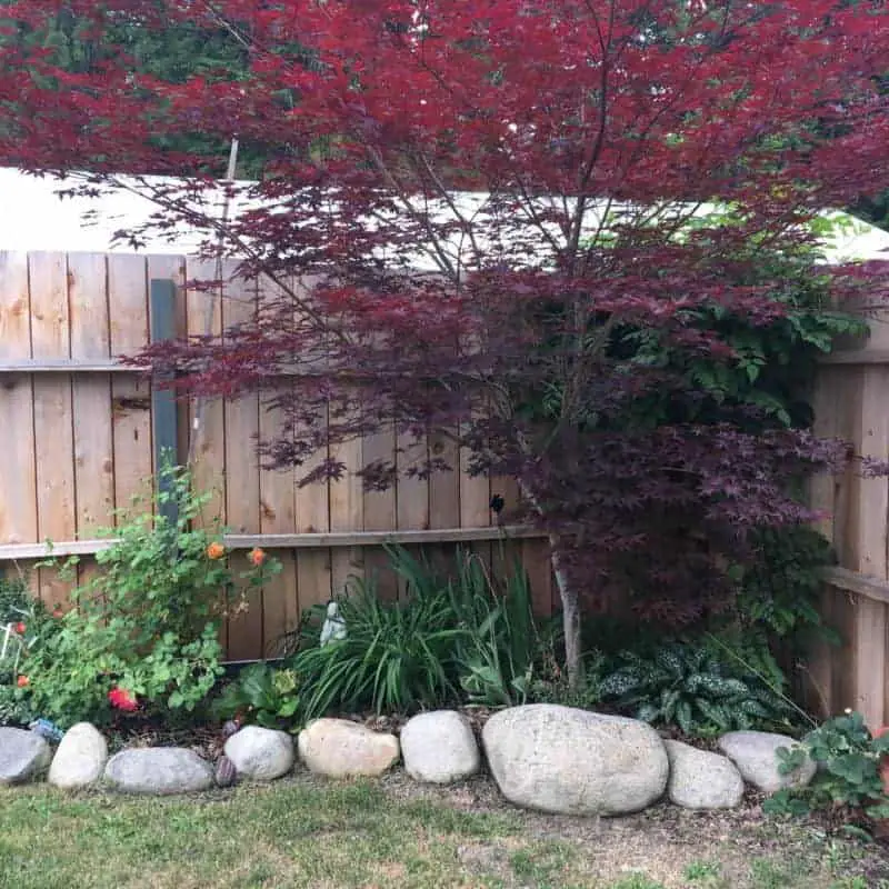 Planting on the backyard edges