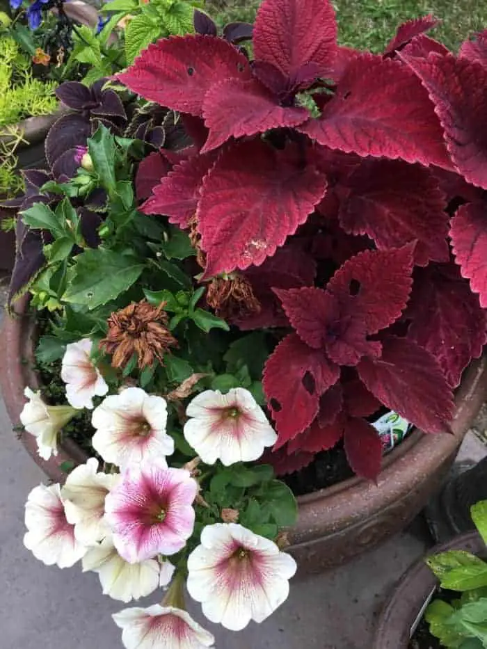 Small backyard flower gardening in containers