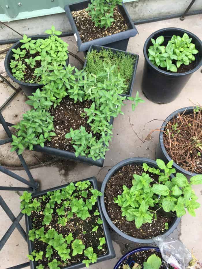 Great herbs for containers & a patio herb garden
