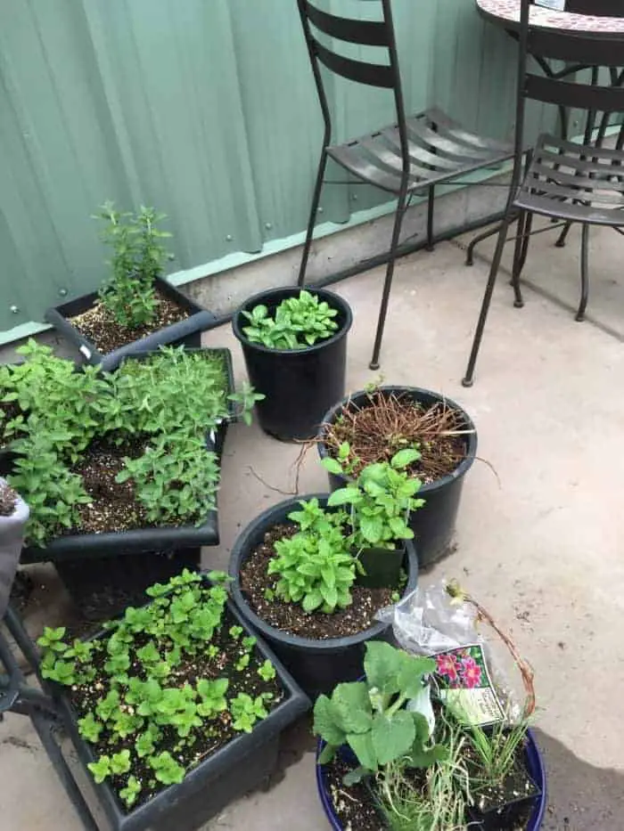 Backyard patio herb garden