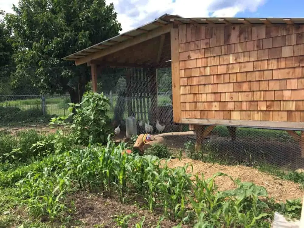 Permaculture chicken coop & garden