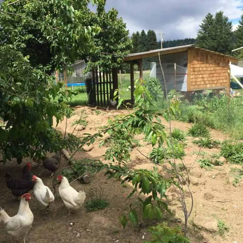 Chicken coop & permaculture garden