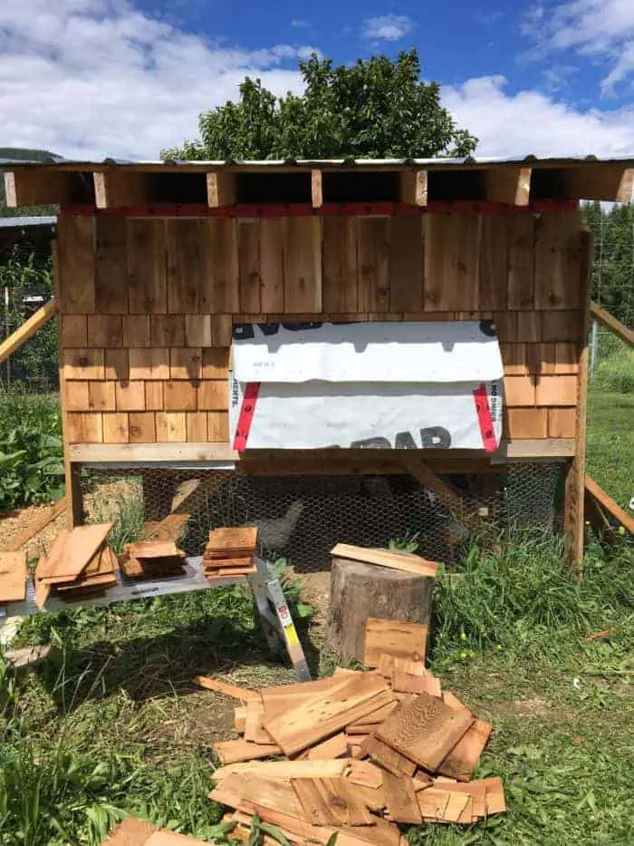 Building A Chicken Coop With Cedar Sidings