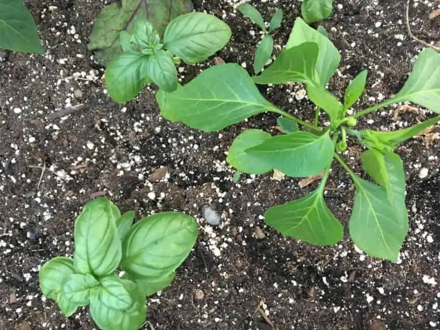 Basil growing around pepper plants for companion planting