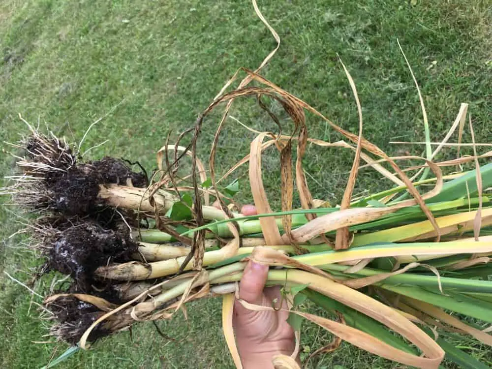 Garlic infected with white rot