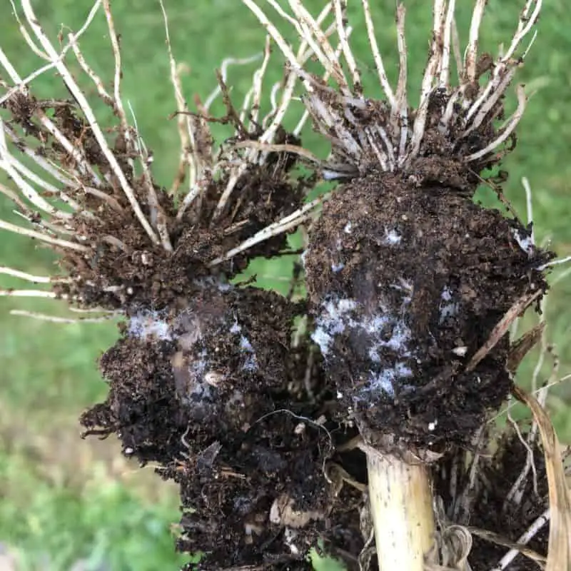 White fuzzy stuff on roots and weird looking garlic bulbs