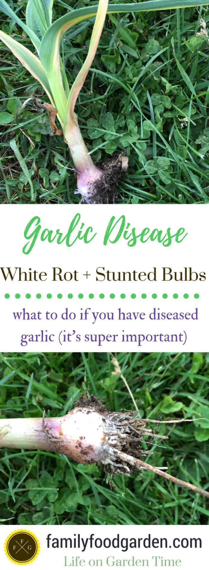 How to tell if you have garlic disease and white rot. DO NOT compost them!