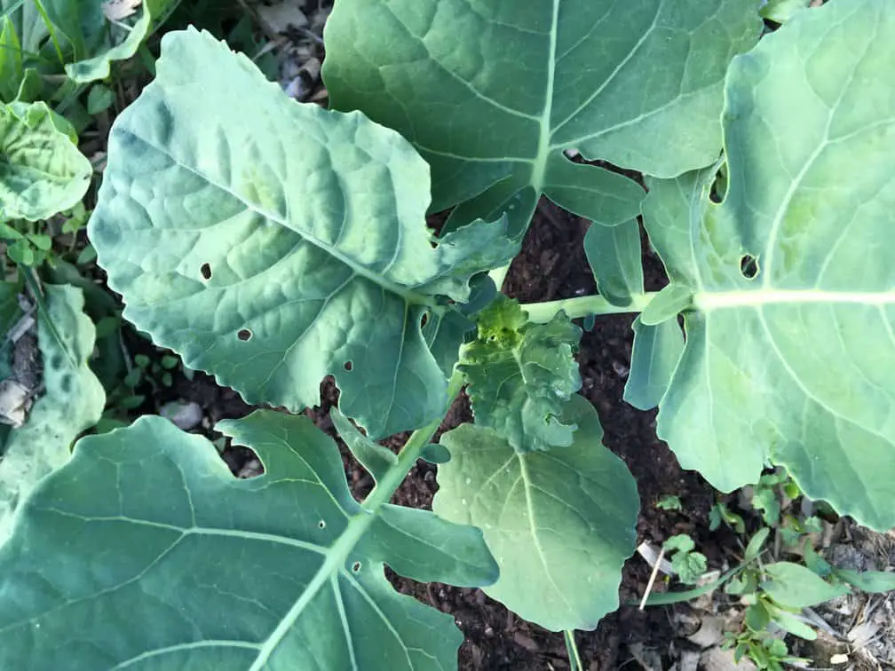 Cabbage white butterfly caterpillar damage