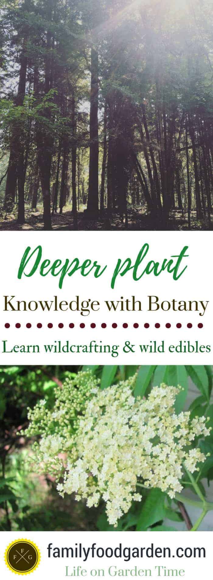 Learn botany and edible wild plants