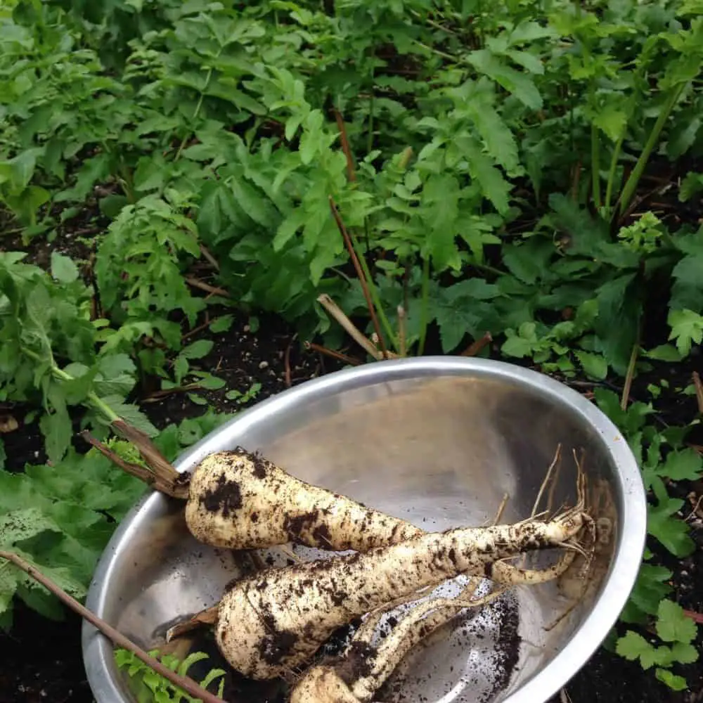 Growing root vegetables like parsnips