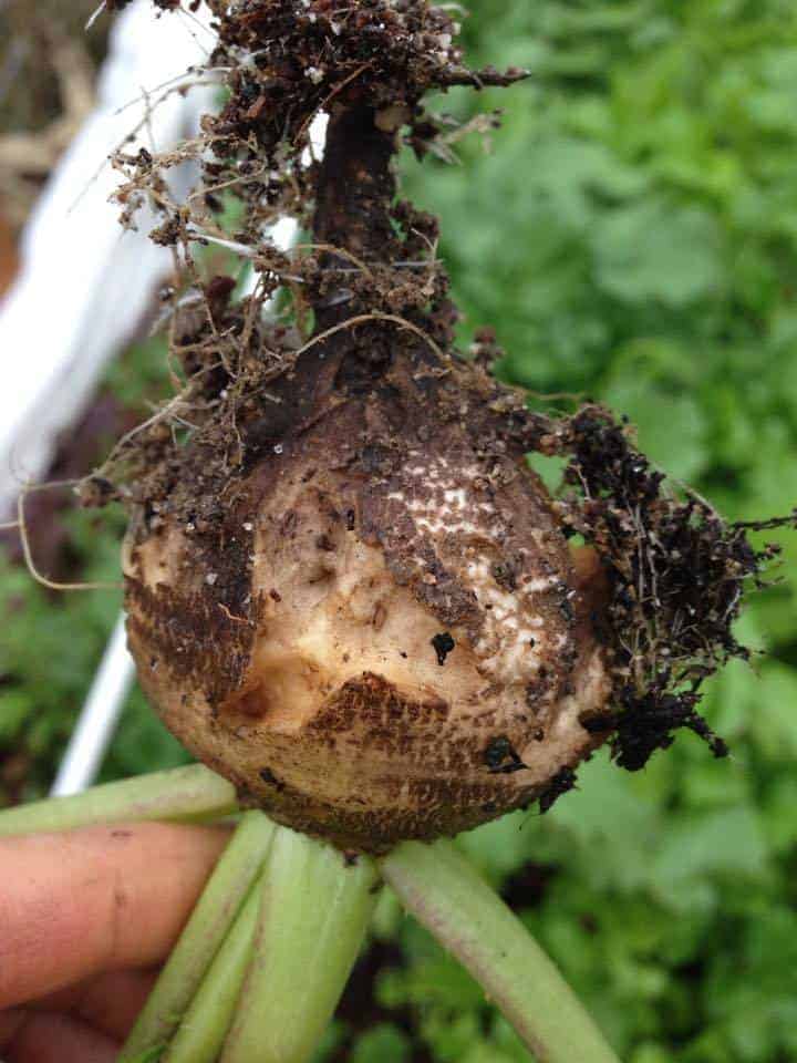 root vegetables pests