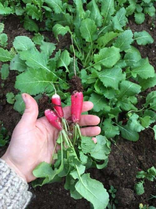 Winter Radishes