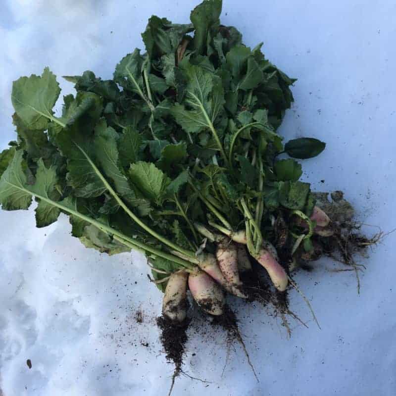 Overwintered turnip greens in April
