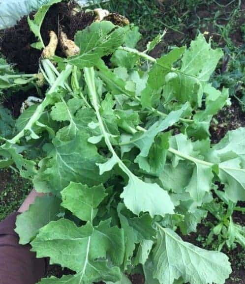 Overwintered turnip greens